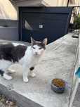 Pisica de adoptat