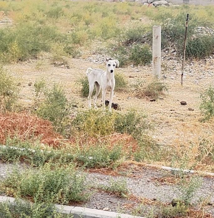 Грейхаунд Тазы.