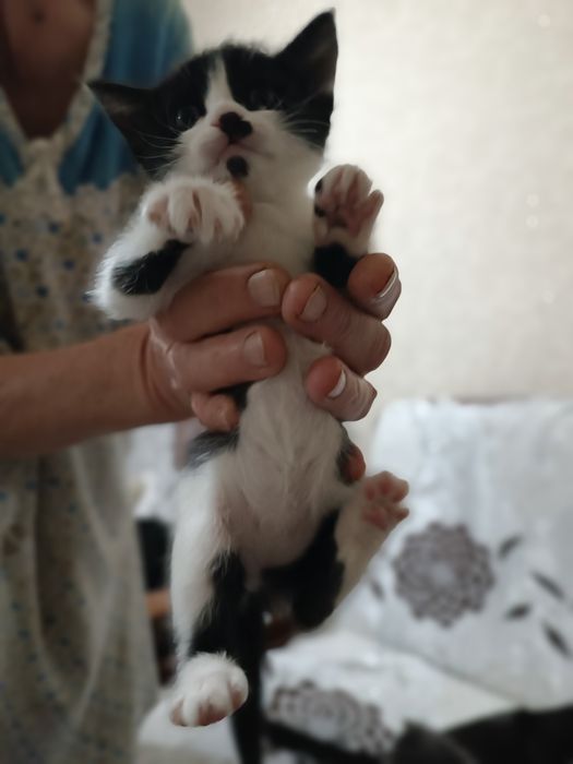 Отдам котят в добрые руки