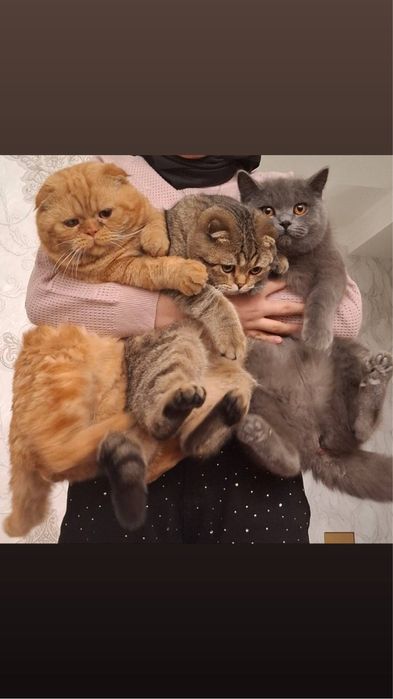 Britanskiy , Schottish Fold Shinshilla sotiladi