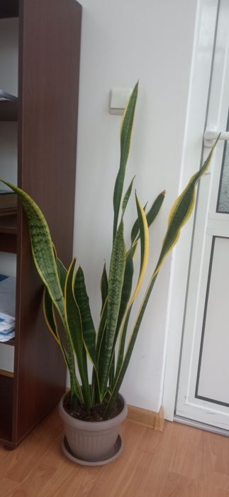 Сансевиера , меч