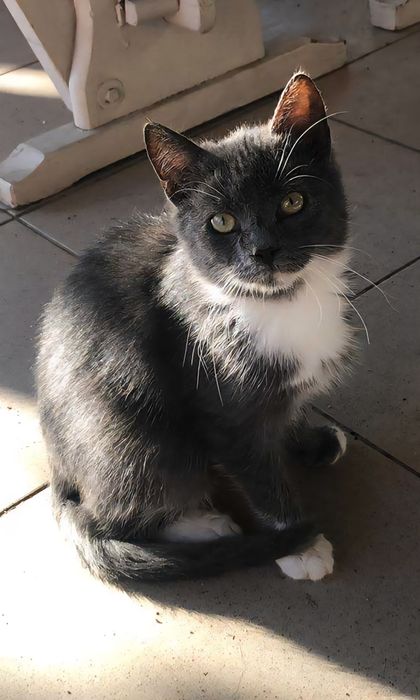 Pisicuțe tinere spre adopție