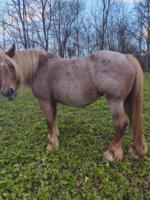 Vând mânză frumoasa