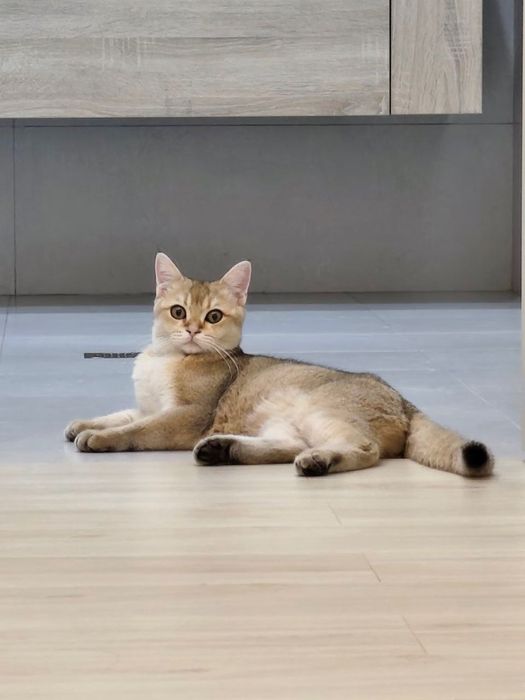 Кот, британская шиншила
