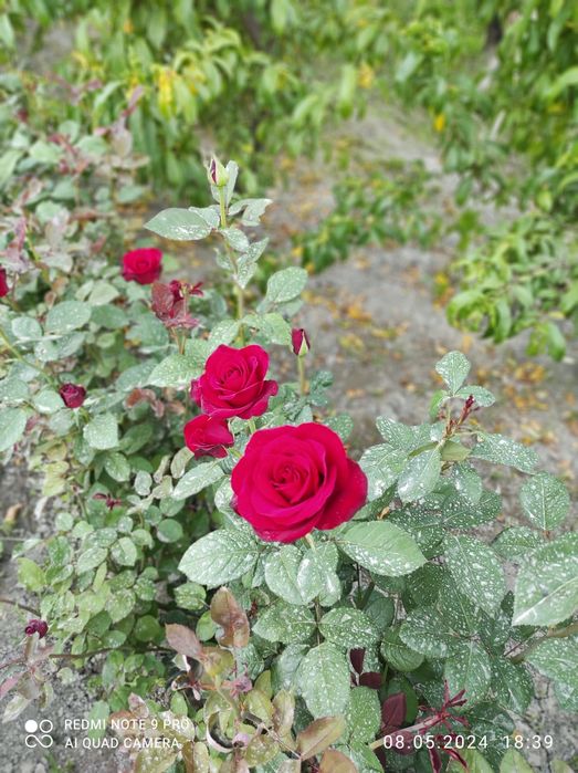 Атиргул кучатлари