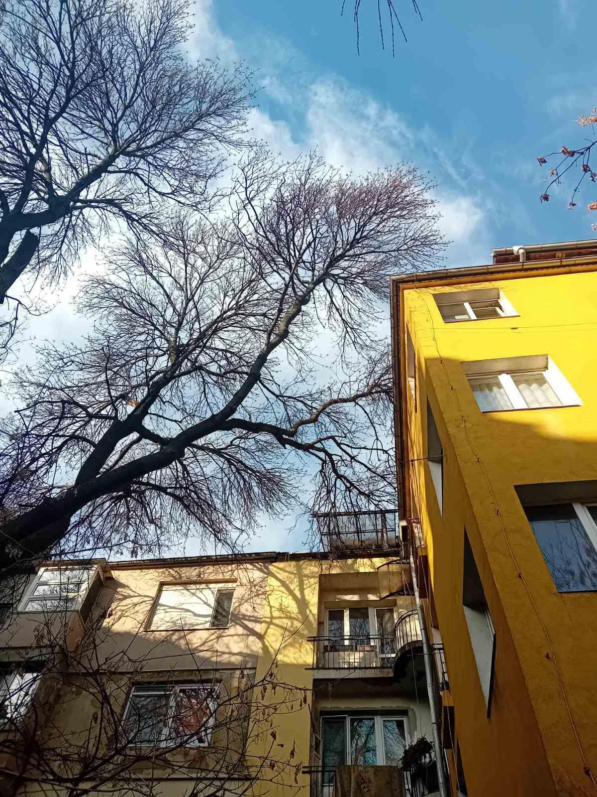 Почистване на парцели дворове Косене на трева рязане на опасни дървета