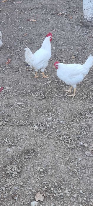 Петли бял легхорн 4 броя