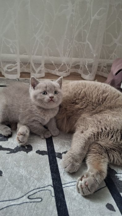 Продам котенка британец