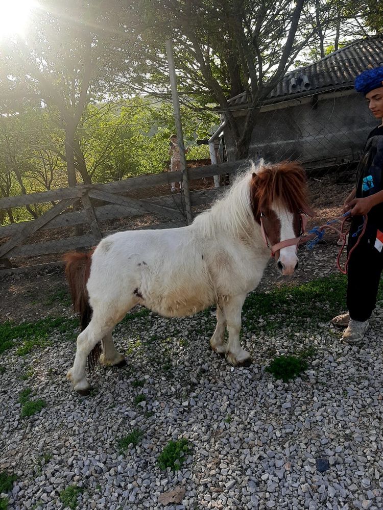 Ponei de 2 ani de vanzare