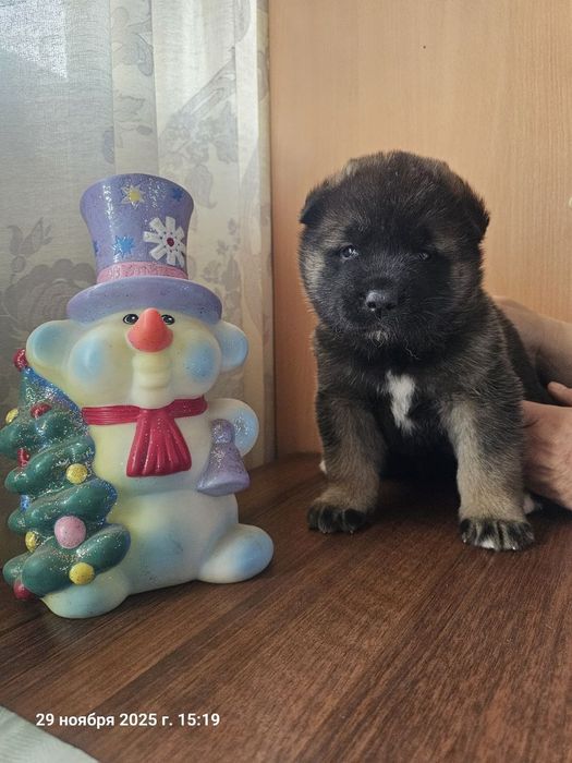 Щенки американской акиты