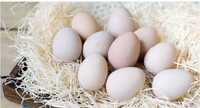 Продам инкубационные яйцо несушки леогорн оптом и в розницу