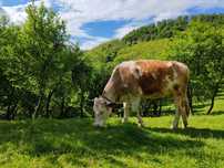 Vând junincă de 2 ani Bălțată Românească, gestantă în 8 luni.