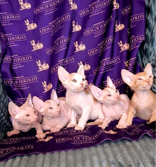 Донски Сфинкс чистокръвно