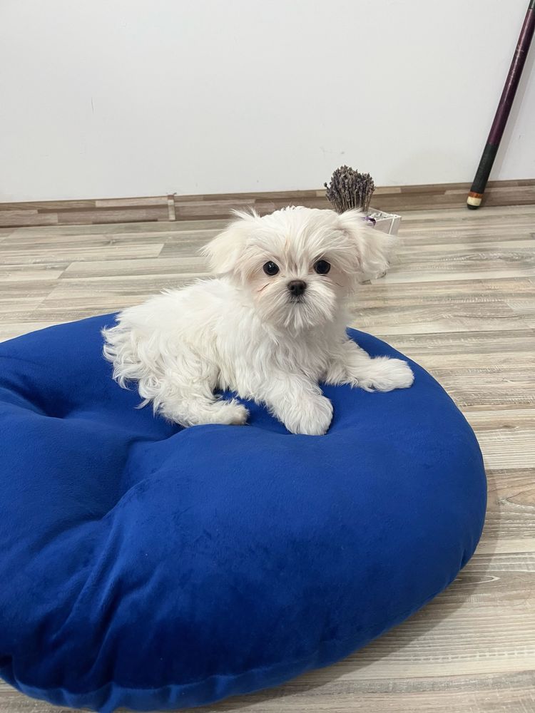 Bichon Maltez Mini Toy cu Pedigree