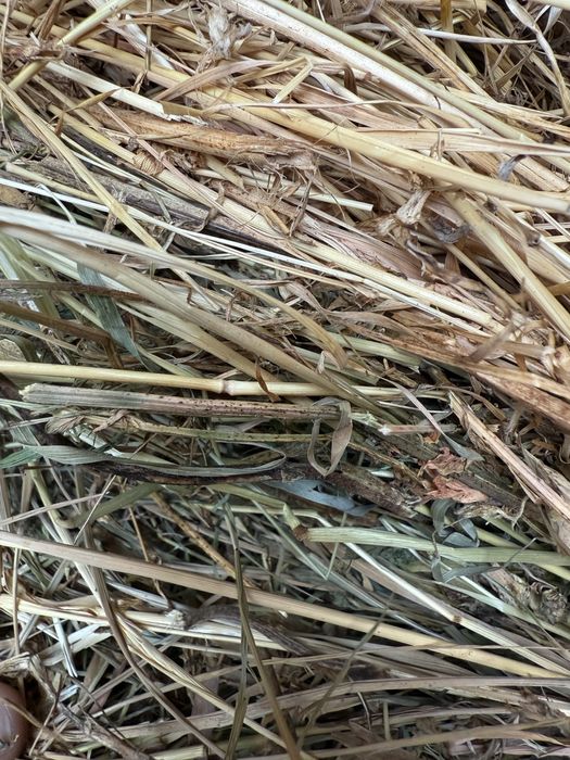 Vand baloti rotunzi 150x150 de lucerna coasa 1, coasa 2 sau amestec