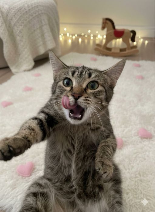 Отдадим кота в добрые руки!