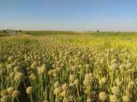 Продам Озимые Семена лука 2022 года, высокоурожайные и есть др.сорты