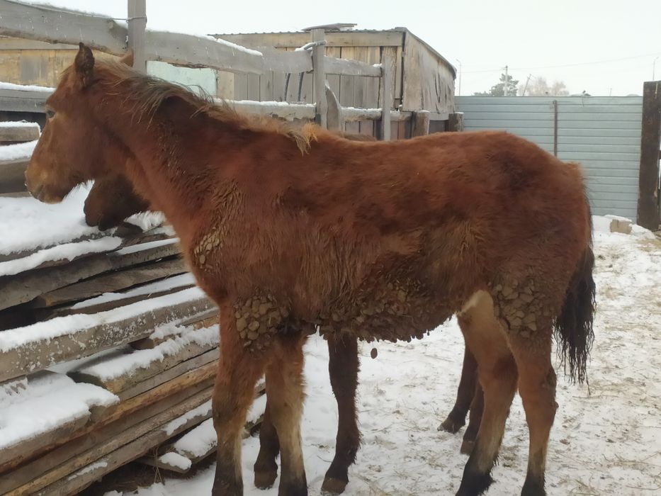 Продам жеребчиков