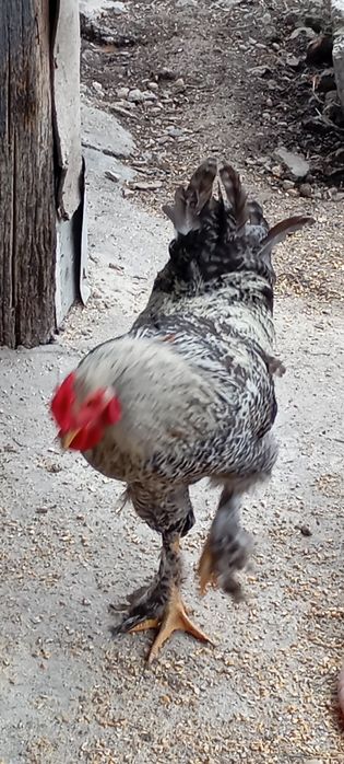 Cocoș Brahma,are 6 luni.