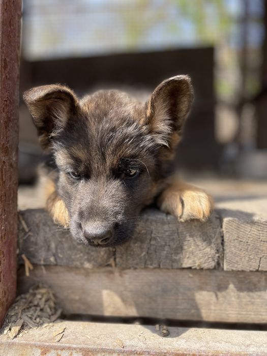 Щенки немецкой овчарки