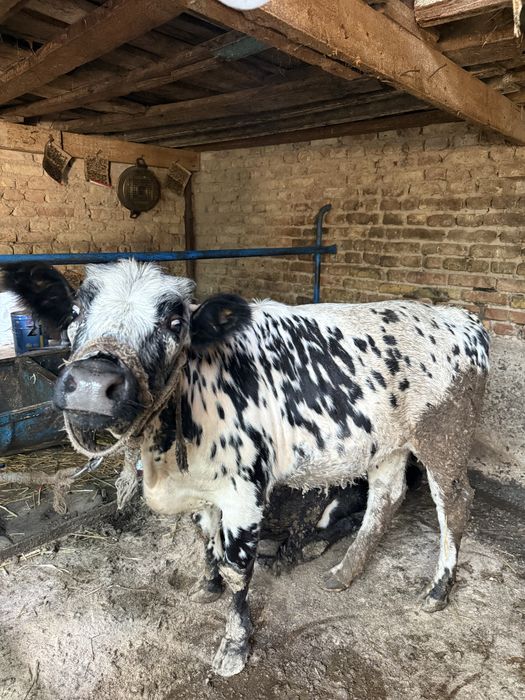 Gʻunajin 1 yarim yosh