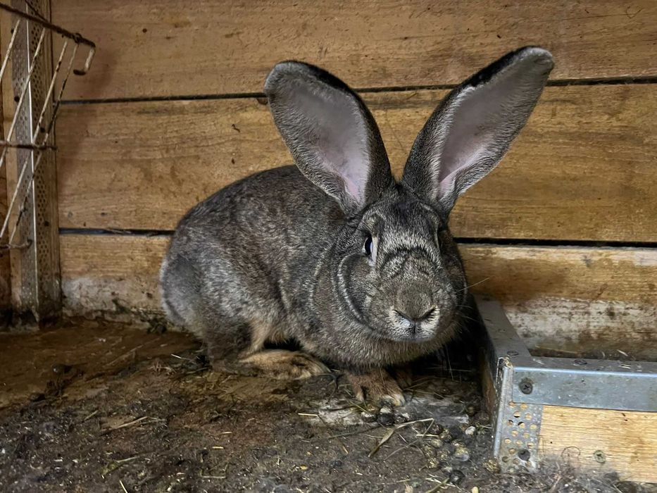 urias german de metis