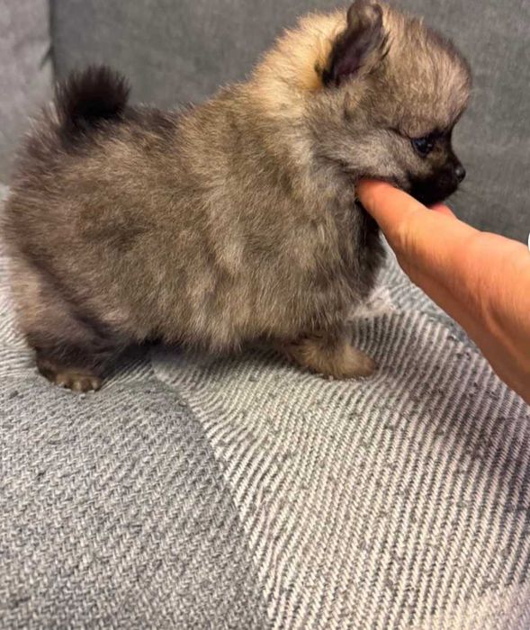 Померан мъжко и женско