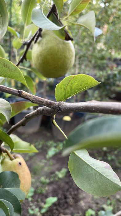 Pomi fructiferi mari ! La ghiveci !