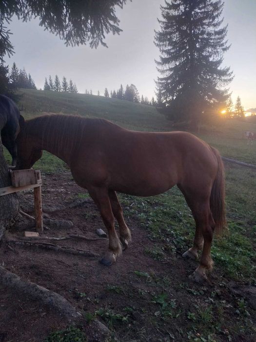 Schimb iapa cu animale