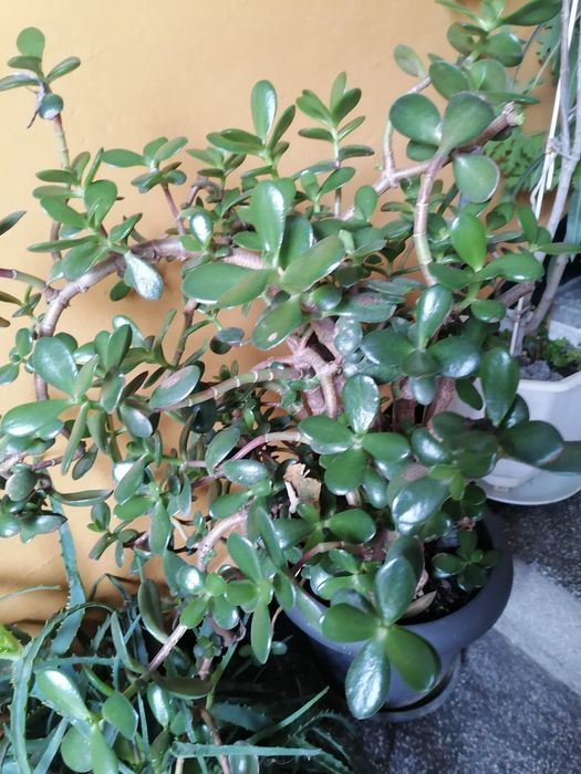 Дървото на живота на 4 год  добре оформено