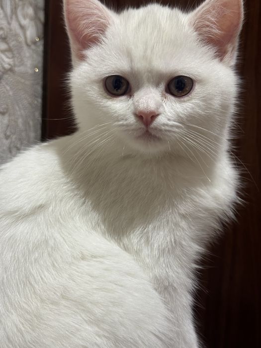 Британский котенок