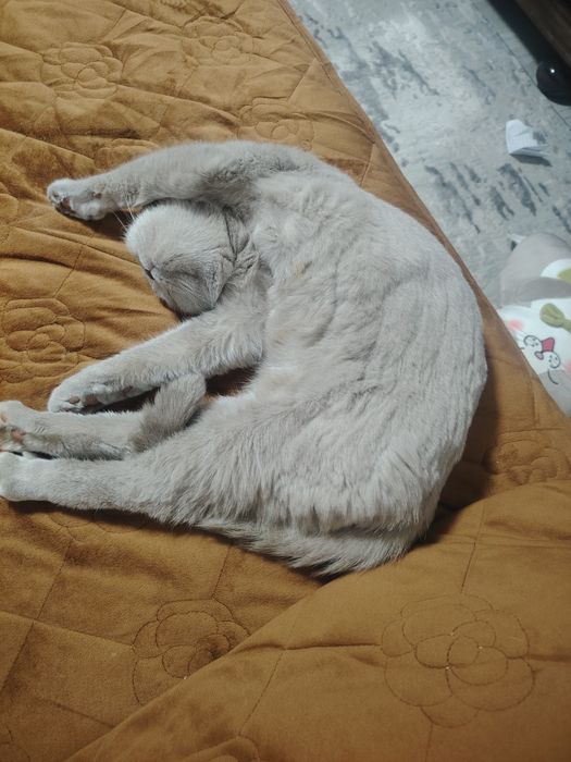 Pisica schotish straight