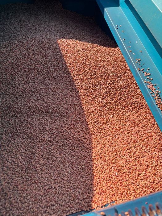 Vând grâu de sămânță