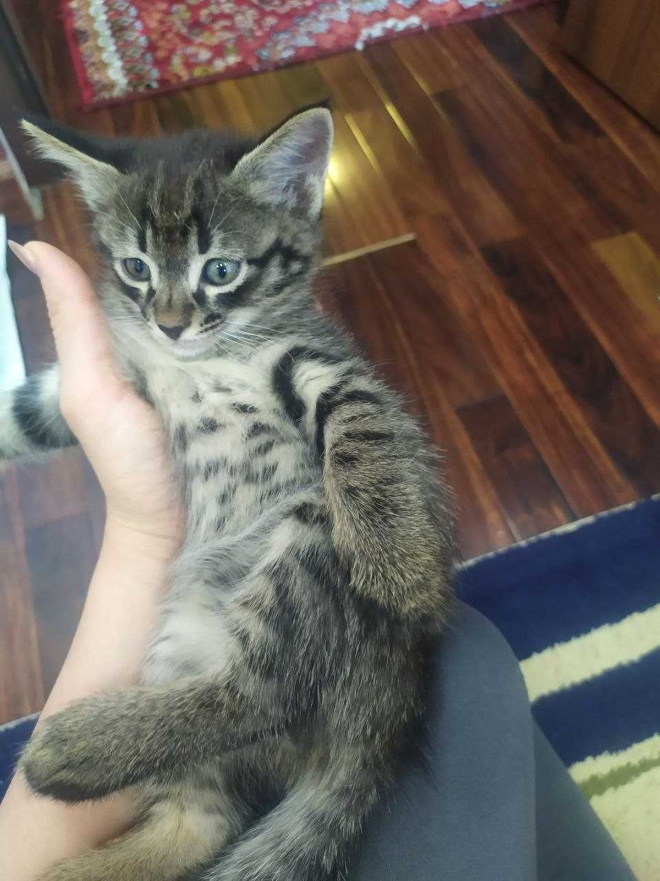 Отдадим котёнок даром в добрые руки
