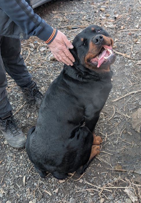 Vand catel rotweilar pui