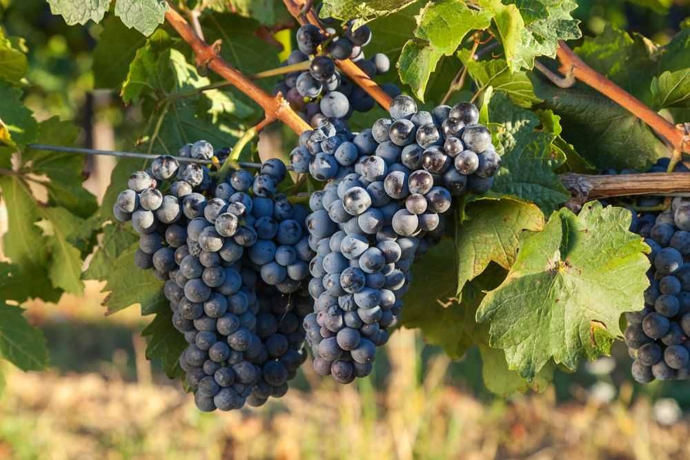 Struguri de vin pret producator soiuri alese albi/negri, adusi acasa
