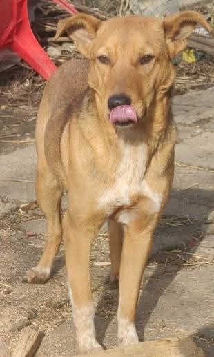 Fetița pentru adoptie