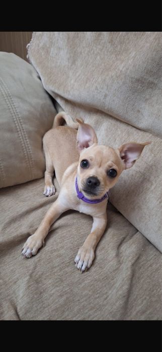 продам щенка чиха хуа