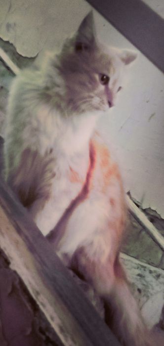 Yaxshi qollarga bereman  qiz , yuragi mexribin odamlar uchun