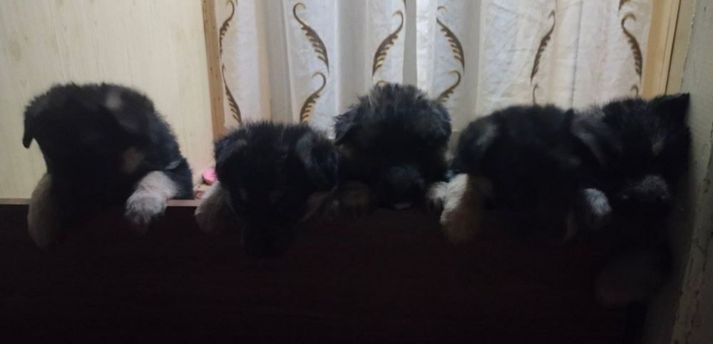 Щенки немецкой овчарки готовы к продаже