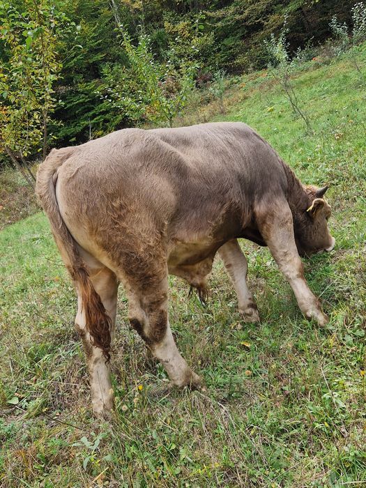Taur de vanzare.