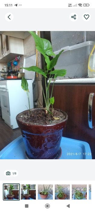 Комнатные домашние цветы