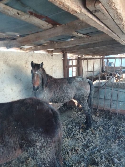 Продам  на откорме3 месяца ,600 тыс торг 
Одного,3 месяца