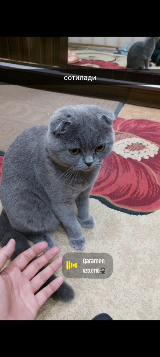 Scottish Fold Sotiladi aqli mushu