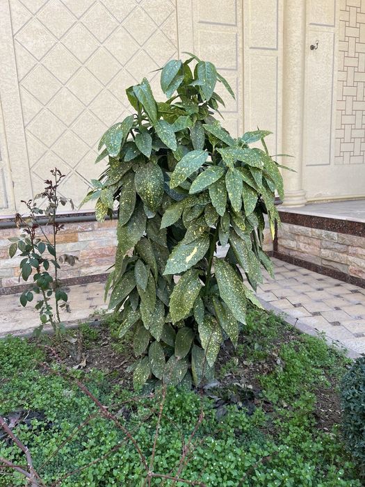 Аукуба японское
олотое дерево.
Буйи-1.5метр.
Нархи-200$.