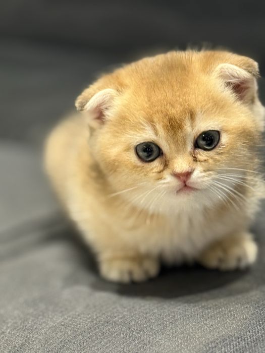 Котята Scottish Fold золотистые шиншилы