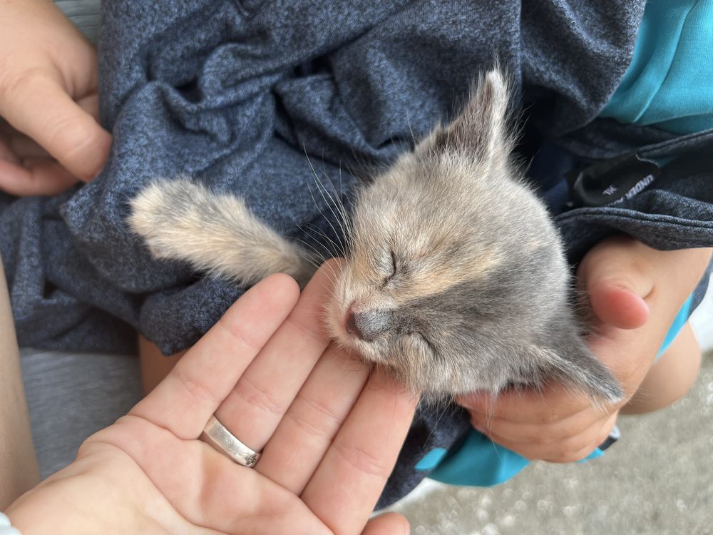 Отдам котенка( девочка 2 мес)