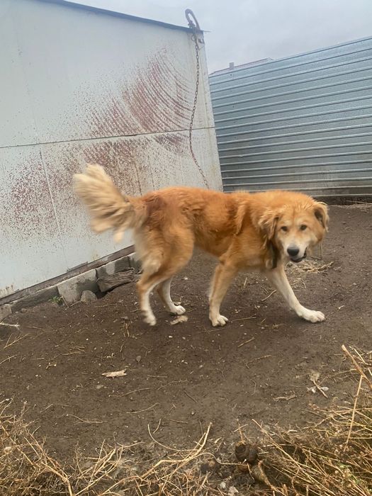 Кавказская овчарка