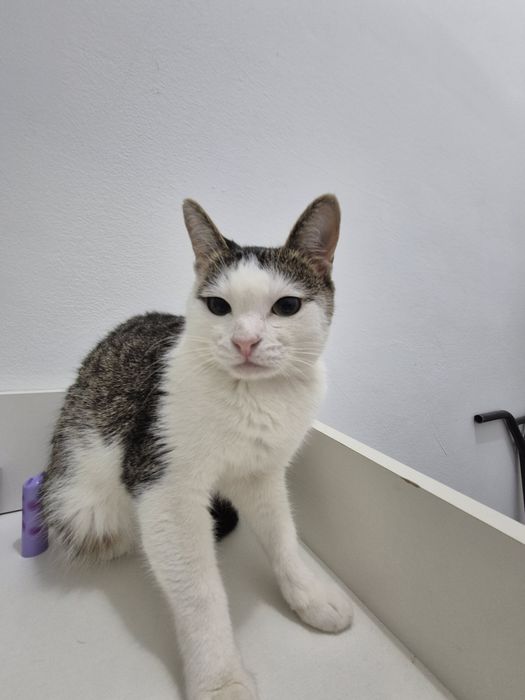 Отдам ласковую кошку.