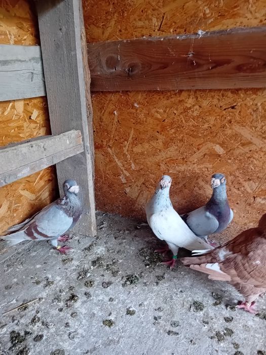 Vand/schimb porumbei